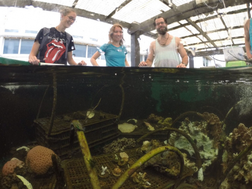 File: Coral Farm.jpg
Credit: Dr. Jane Wong
Caption: Dr. Inga Conti-Jerpe, along with other lab members, overlooks corals recovering from bleaching in the coral farm at the Swire Institute of Marine Science, The University of Hong Kong.